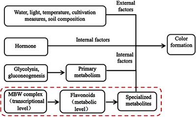 Transcriptomics Integrated With Widely Targeted Metabolomics Reveals the Mechanism Underlying Grain Color Formation in Wheat at the Grain-Filling Stage